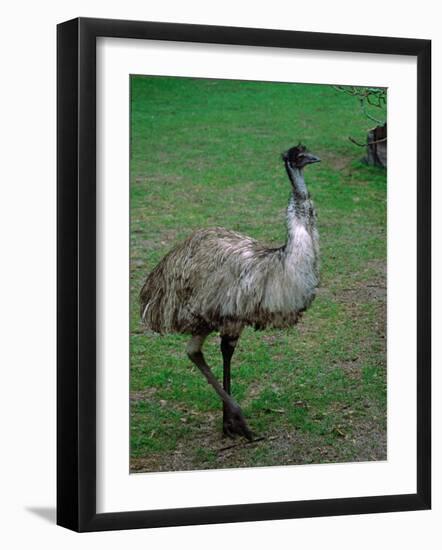 Emu Portrait, Australia-Charles Sleicher-Framed Photographic Print