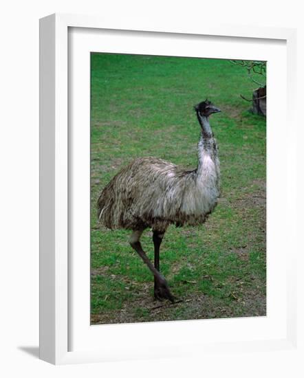 Emu Portrait, Australia-Charles Sleicher-Framed Photographic Print