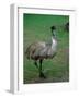 Emu Portrait, Australia-Charles Sleicher-Framed Photographic Print