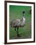 Emu Portrait, Australia-Charles Sleicher-Framed Photographic Print
