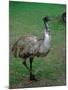 Emu Portrait, Australia-Charles Sleicher-Mounted Photographic Print