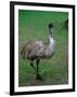 Emu Portrait, Australia-Charles Sleicher-Framed Photographic Print