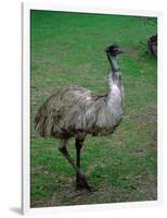 Emu Portrait, Australia-Charles Sleicher-Framed Photographic Print