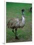 Emu Portrait, Australia-Charles Sleicher-Framed Photographic Print