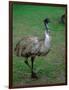 Emu Portrait, Australia-Charles Sleicher-Framed Photographic Print