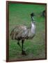 Emu Portrait, Australia-Charles Sleicher-Framed Photographic Print