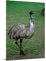 Emu Portrait, Australia-Charles Sleicher-Mounted Photographic Print