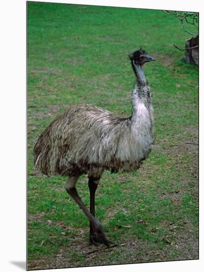 Emu Portrait, Australia-Charles Sleicher-Mounted Photographic Print