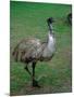 Emu Portrait, Australia-Charles Sleicher-Mounted Photographic Print