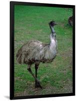 Emu Portrait, Australia-Charles Sleicher-Framed Photographic Print