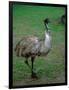 Emu Portrait, Australia-Charles Sleicher-Framed Photographic Print