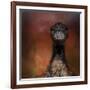 Emu Stare-Jai Johnson-Framed Giclee Print