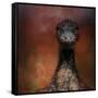 Emu Stare-Jai Johnson-Framed Stretched Canvas