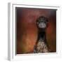 Emu Stare-Jai Johnson-Framed Giclee Print