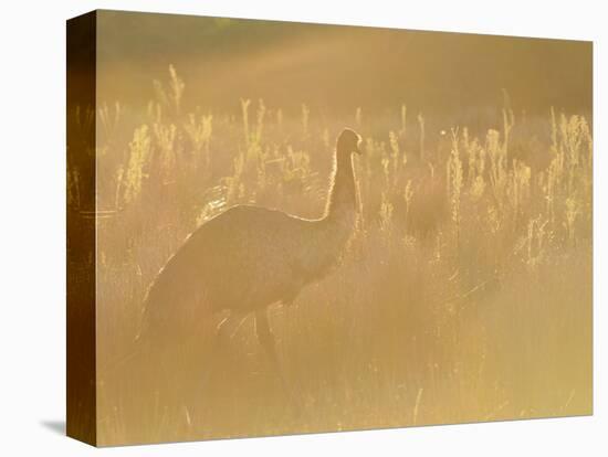 Emu, Wilsons Promontory National Park, Victoria, Australia, Pacific-Jochen Schlenker-Stretched Canvas