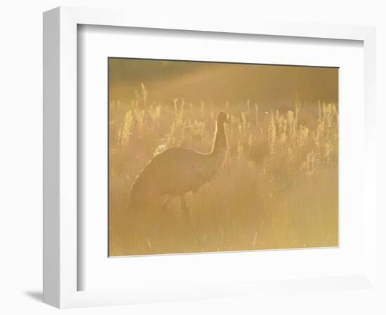 Emu, Wilsons Promontory National Park, Victoria, Australia, Pacific-Jochen Schlenker-Framed Photographic Print