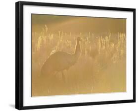 Emu, Wilsons Promontory National Park, Victoria, Australia, Pacific-Jochen Schlenker-Framed Photographic Print