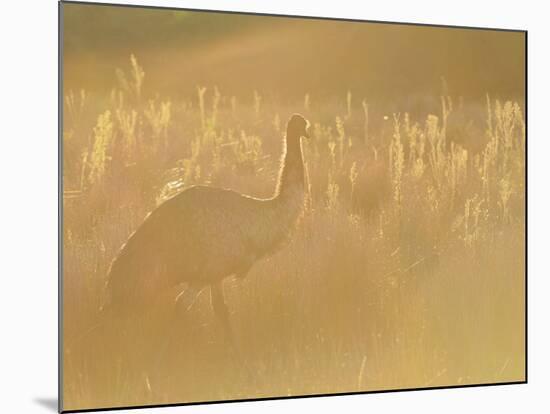 Emu, Wilsons Promontory National Park, Victoria, Australia, Pacific-Jochen Schlenker-Mounted Photographic Print
