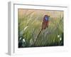 Emu Wren-Greg Farrugia-Framed Giclee Print