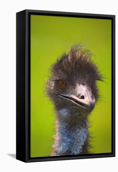 Emu-null-Framed Stretched Canvas