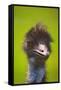 Emu-null-Framed Stretched Canvas