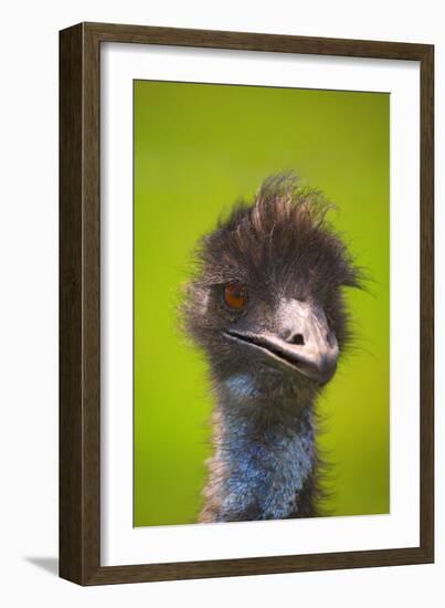 Emu-null-Framed Photographic Print