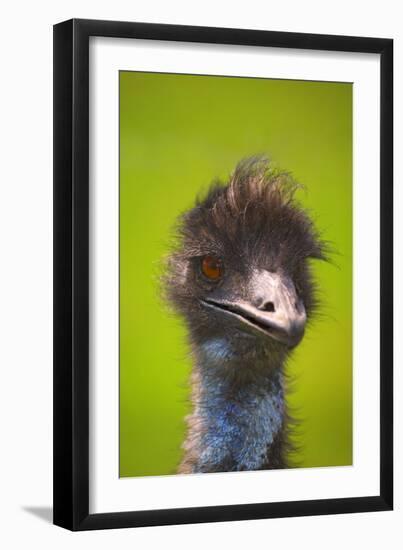 Emu-null-Framed Photographic Print