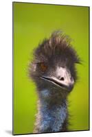 Emu-null-Mounted Photographic Print