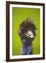 Emu-null-Framed Photographic Print