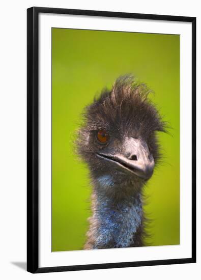 Emu-null-Framed Photographic Print