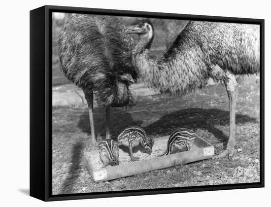 Emus and Chicks-null-Framed Stretched Canvas
