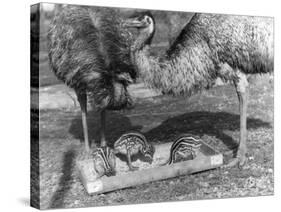 Emus and Chicks-null-Stretched Canvas