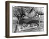 Emus and Chicks-null-Framed Photographic Print