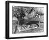 Emus and Chicks-null-Framed Photographic Print