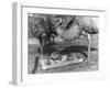 Emus and Chicks-null-Framed Photographic Print