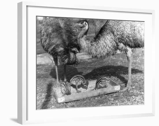 Emus and Chicks-null-Framed Photographic Print