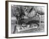 Emus and Chicks-null-Framed Photographic Print