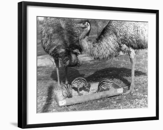 Emus and Chicks-null-Framed Photographic Print