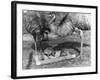 Emus and Chicks-null-Framed Photographic Print