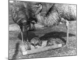 Emus and Chicks-null-Mounted Photographic Print