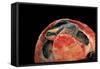 Emydura Subglobosa (Diamond-Head Turtle)-Paul Starosta-Framed Stretched Canvas