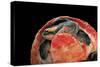 Emydura Subglobosa (Diamond-Head Turtle)-Paul Starosta-Stretched Canvas