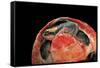 Emydura Subglobosa (Diamond-Head Turtle)-Paul Starosta-Framed Stretched Canvas