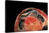 Emydura Subglobosa (Diamond-Head Turtle)-Paul Starosta-Stretched Canvas