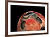 Emydura Subglobosa (Diamond-Head Turtle)-Paul Starosta-Framed Photographic Print