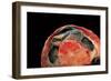 Emydura Subglobosa (Diamond-Head Turtle)-Paul Starosta-Framed Photographic Print