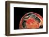 Emydura Subglobosa (Diamond-Head Turtle)-Paul Starosta-Framed Photographic Print