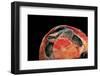 Emydura Subglobosa (Diamond-Head Turtle)-Paul Starosta-Framed Photographic Print