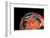 Emydura Subglobosa (Diamond-Head Turtle)-Paul Starosta-Framed Photographic Print