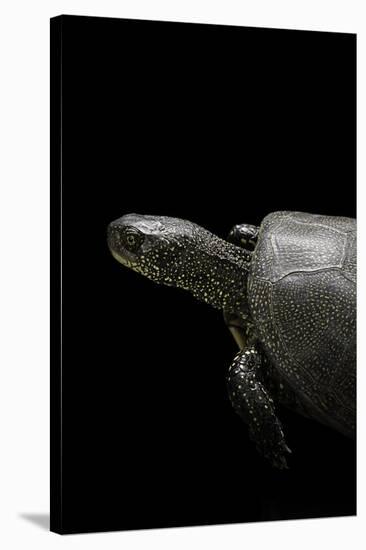 Emys Orbicularis (European Pond Turtle)-Paul Starosta-Stretched Canvas